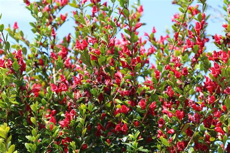 Scarlet Fuchsia Graptophyllum Excelsum Miss Tree