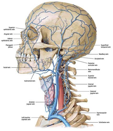 Blood Vessels Of The Head And Neck Atlas Of Anatomy Head And Neuroanatomy Michael Schuenke
