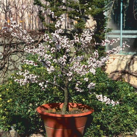 With dwarf and mini fruit trees you can grow your own fruit in the smallest of spaces, even on your patio or balcony. Dwarf Apricot Garden Aprigold Eventual Height: 0.7 - 1.2 m ...