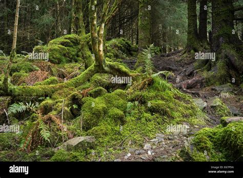 Ancient Forest At Glean A Gealbhan In West Argyll Scotland Stock