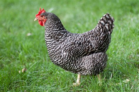 10 Of The Best Chicken Breeds For Eggs — Kandh Pet Products