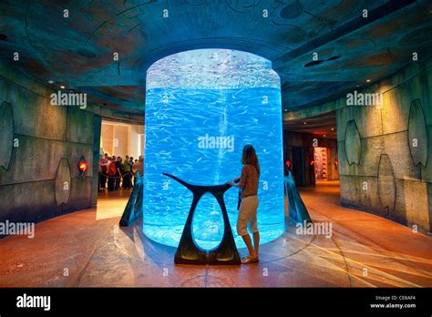 Dubai Aquarium Im Atlantis The Palm Resort In Dubai Stockfotografie