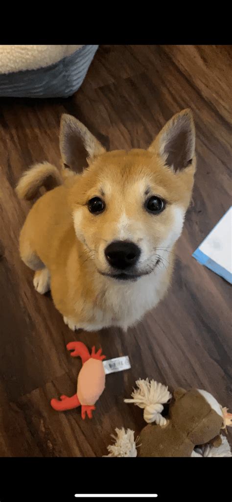Below is really a sample research of our shiba inu breeders with puppies for sale. Shiba Inu Puppies For Sale | Los Angeles, CA #321001