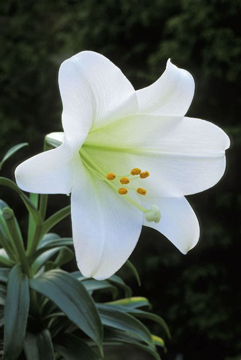 The Meaning And Symbolism Of The Word Lily