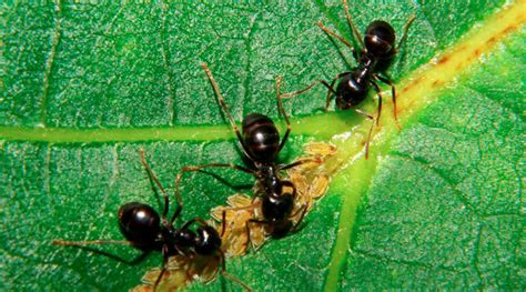 Espécies De Formigas Mais Comuns Em Portugal • Blog • Biodouro Serviços De Limpeza