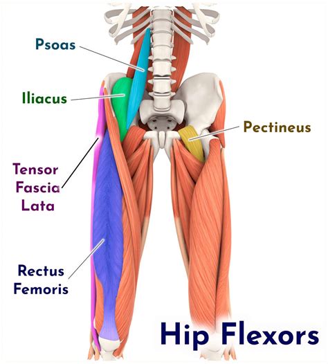 Hip Flexor Muscles Diagram Why Low Bar Squats Hurt Your Hip Flexors Cause Pain Seriously