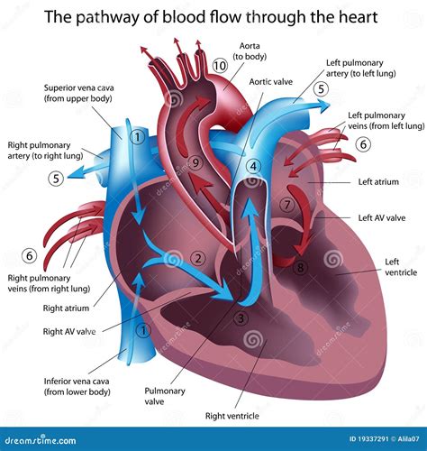 Pathway Of Blood Flow Through The Heart Stock Vector Illustration Of