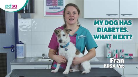 My Dog Has Diabetes What Next Pdsa Petwise Pet Health Hub