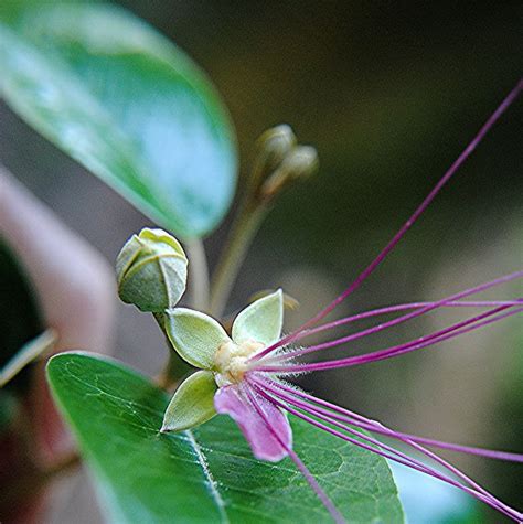 This blog contains affiliate links. Jamaican Caper in bloom... its strange pods come next ...