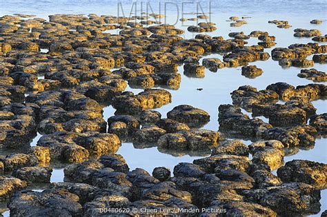 Minden Pictures Stromatolites Colonies Of Blue Green Algae The