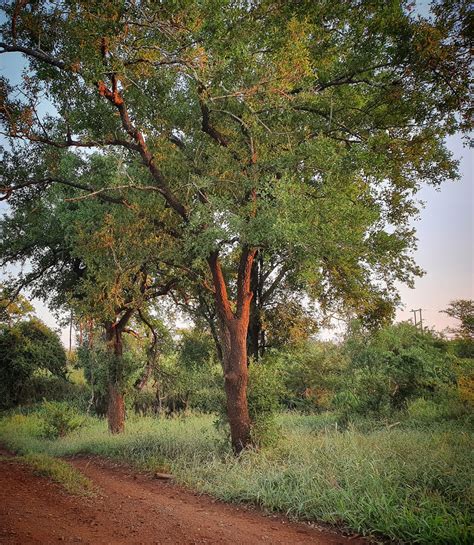 Plants I Love The Tamboti Tree The Go To Guy