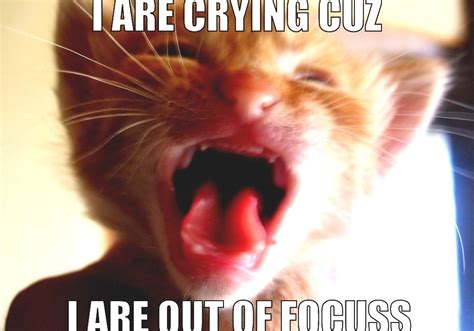 Lolcat Cat Memes