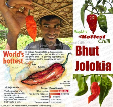 Bhut Jolokia One Of Worlds Hottest Chilli