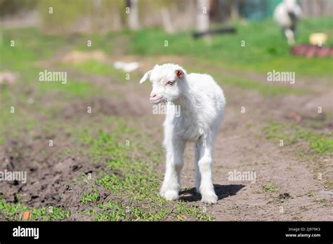 White Goats In A Meadow Of A Goat Farm White Goats Lovely White Baby