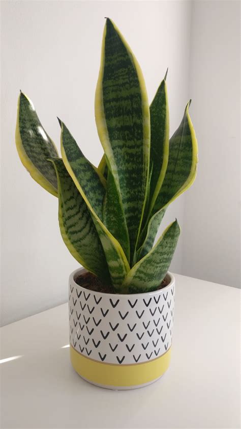 Snake Plant Small With Pot Heyplants