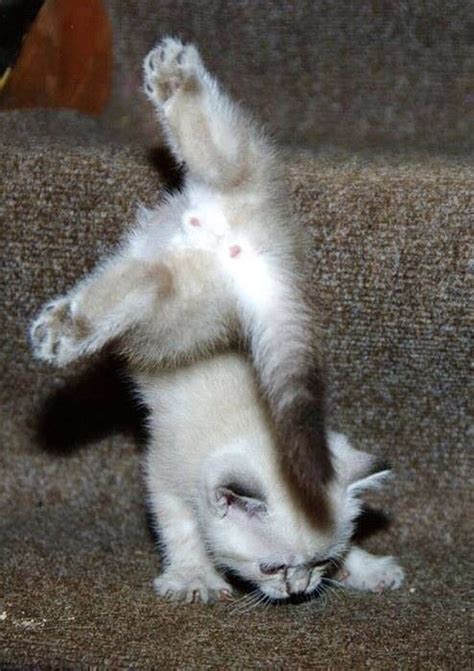 7 Best Cat Gymnastics Images On Pinterest Adorable Animals Funny
