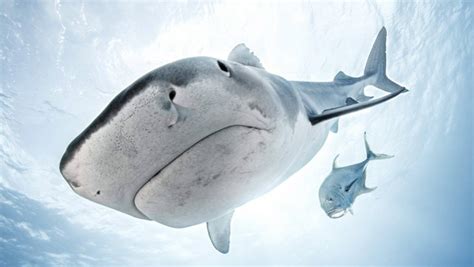 La Justice Interdit Les Campagnes D’abattage De Requins En Nouvelle Calédonie Linfo Re