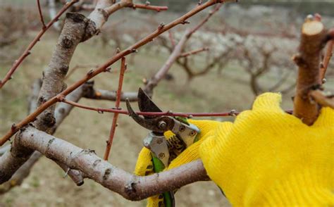 Poda De Frutales Como Podar Frutales Correctamente