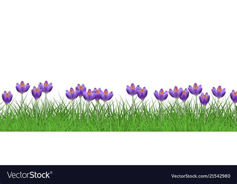 Spring Floral Border With Bright Purple Crocuses Vector Image
