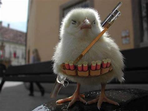 Armed For Batle Chicken Humor Funny Wallpaper Pictures Funny Animals