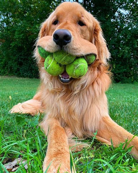 This Dog Can Fit Up To Six Tennis Balls In His Mouth Our Funny Little