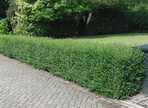 Buy Ligustrum Ovalifolium Hedging Common Privet Hedge Green Privet