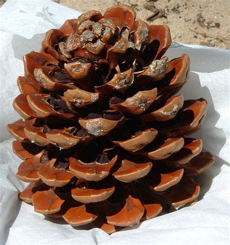 Filepine Cone With Nuts Wikimedia Commons