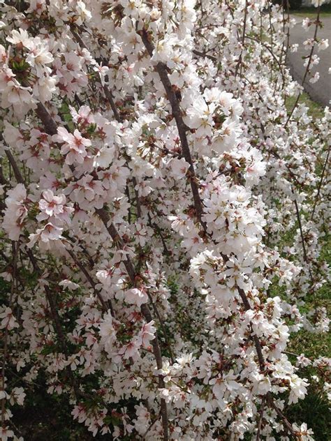 Weeping Yoshino Flowering Cherry Boyd Nursery Company