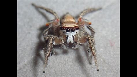 Look Deep Into A Jumping Spider S Spotted Moving Eyes Youtube