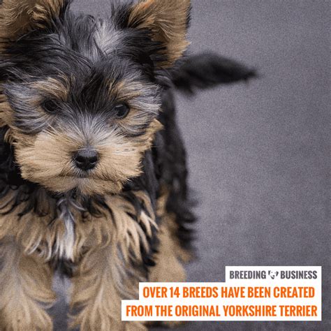 How To Breed Yorkshire Terriers — Mating And Pregnancy In Yorkie Breeding