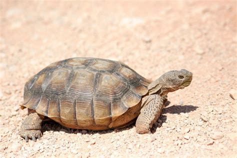 Tortoise Anatomy Anatomical Charts And Posters