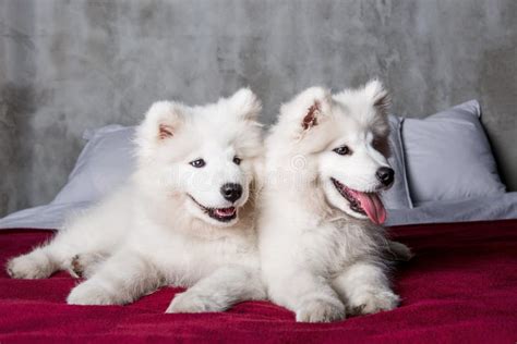 Samoyed Dogs Stock Photo Image Of Puppy Cute Little 28017328