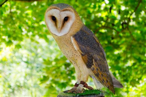Animal Free Stock Photo Public Domain Pictures