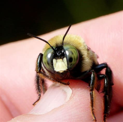 If the hive is threatened, honey bees will attack with full force and will pursue. All Buzz. No Sting. Carpenter Bees Do Just What Their Name ...