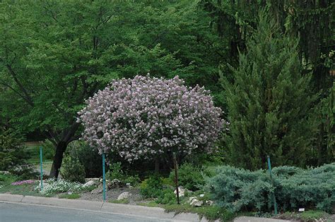 Dwarf Korean Lilac Tree Form Syringa Meyeri Palibin Tree Form