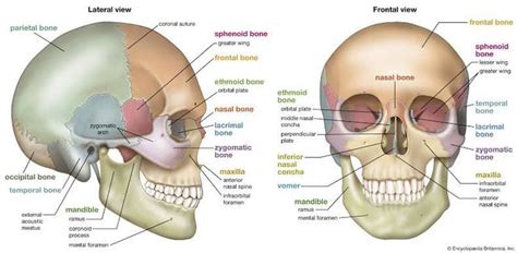 skull anatomy medizzy