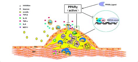 The Anti Atherosclerosis Pathways Of Pparγ The Activation Of Pparγ
