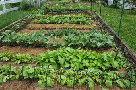 how to start your homestead garden the backyard farming connection