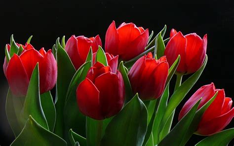 Red Tulips Image Id 289235 Image Abyss