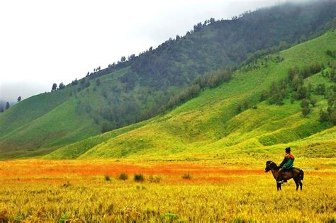 Referensi Tempat Wisata Alam Di Jawa Timur Padang Savana Gunung Bromo