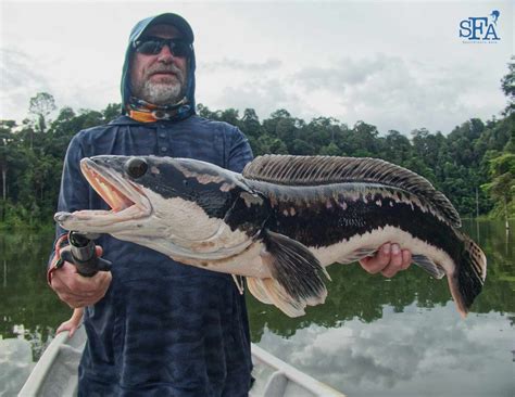 Video Toman Giant Snakehead Fishing In Malaysia With Warren And Mark