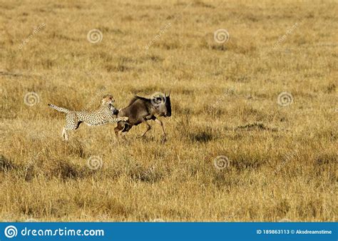 Mussiara Cheetah Cub Running Away When Charge By Warthog Hiding Inside