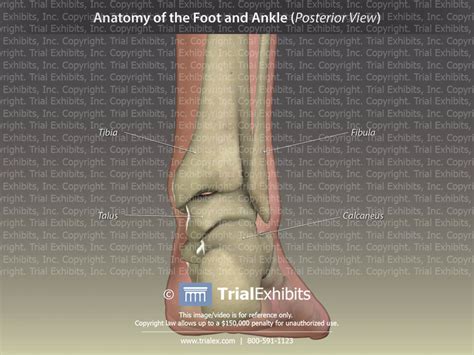 Anatomy Of The Foot And Ankle Posterior View Trialexhibits Inc