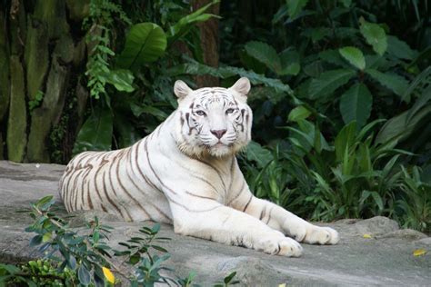 100% privately owned indonesian company, supplying specialized products, equipments and services to all industries. Foto Harimau Putih | Semburat Warna