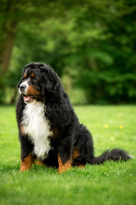 Funny Portrait Bernese Mountain Dog Sit On Grass Green Park On