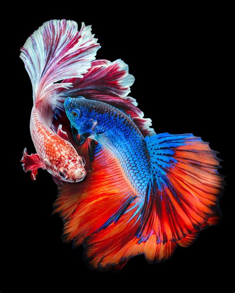 Siamese Betta Fish Fighting Fish Synchronize Their Moves And Their