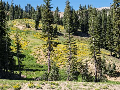 123 Meadow Lassen Photos Free And Royalty Free Stock Photos From Dreamstime