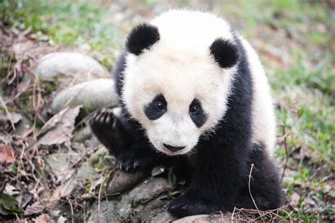 Giant Panda Is No Longer Endangered Species À La Rescousse Des