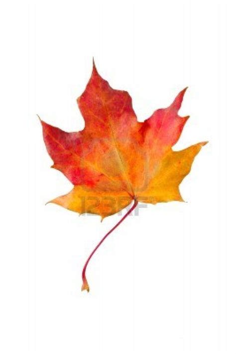 dry red autumn maple leaf, isolated on white background | White background, Leaf drawing, Background