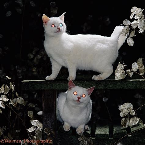 White Cats With Glowing Eyes Photo Wp00972